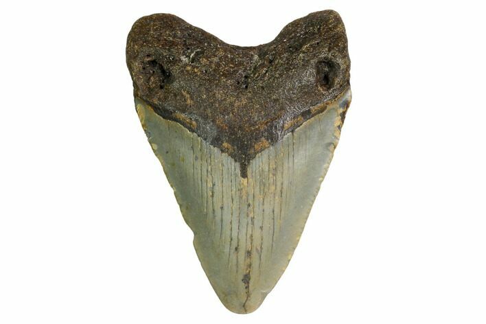 Bargain, Megalodon Tooth - North Carolina #152911